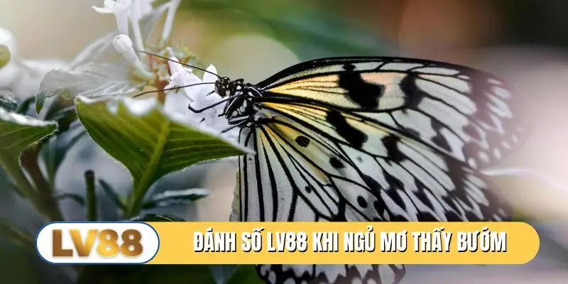 Đánh số LV88 khi ngủ mơ thấy bướm