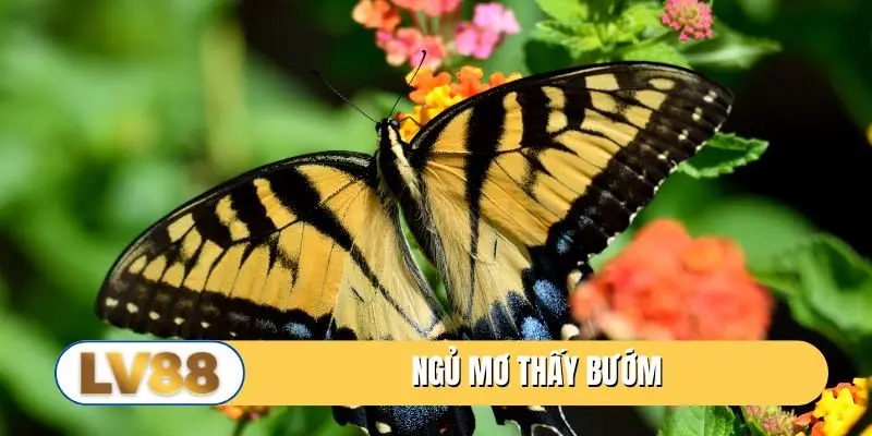 Ngủ mơ thấy bướm