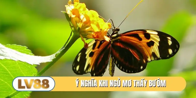 Ý nghĩa khi ngủ mơ thấy bướm